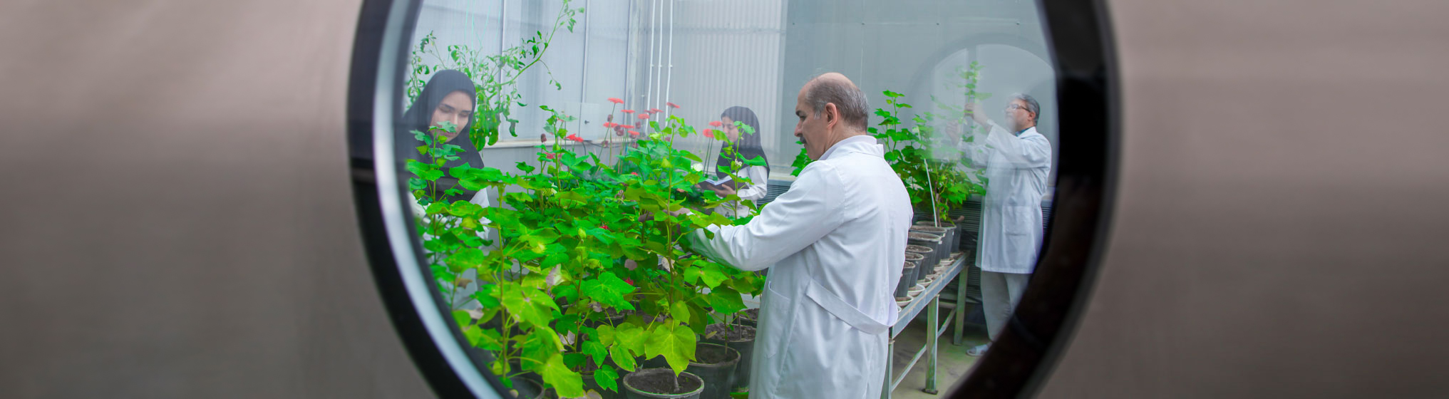 Agricultural Biotechnology Research Institute of Iran-img