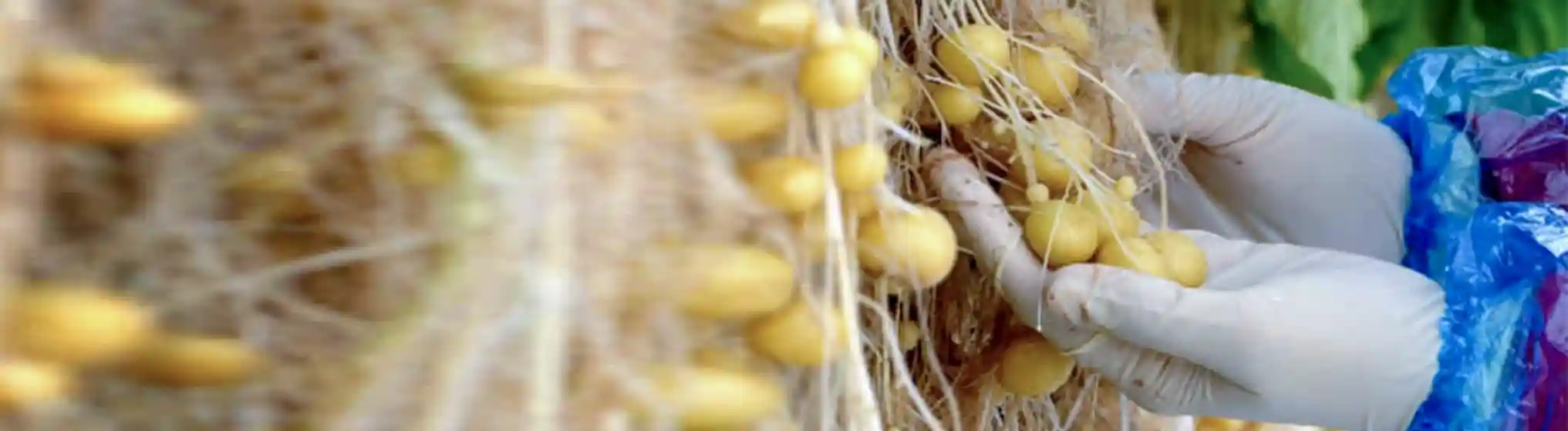 Agricultural Biotechnology Research Institute of Iran-img