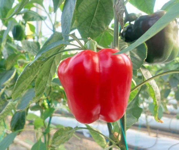 کلان پروژه تولید بذور هیبرید سبزی و صیفی با استفاده از فناوریهای نوین اصلاح ژنتیکی (دابل هاپلوئیدی و اصلاح معکوس)-img